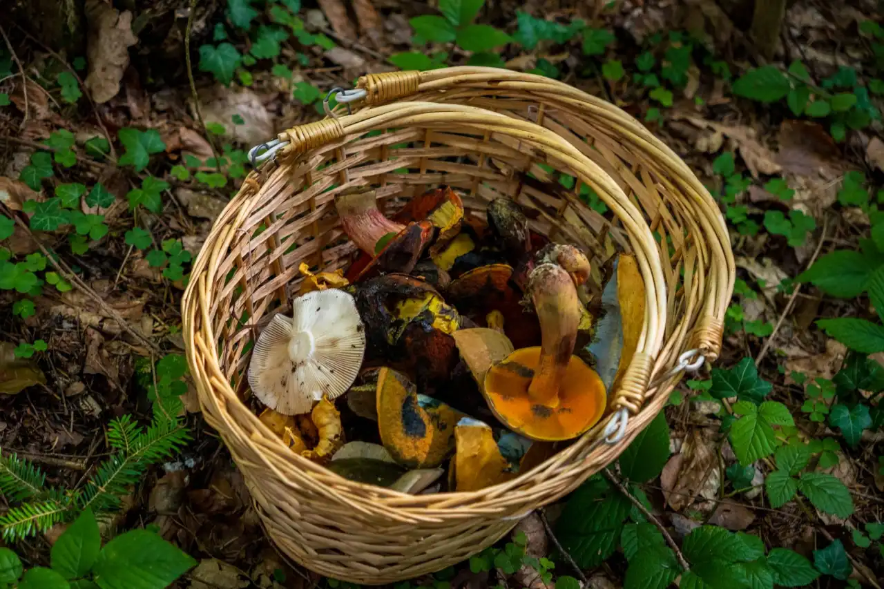 固态硬盘与机械硬盘在数据备份场景中的性能对比